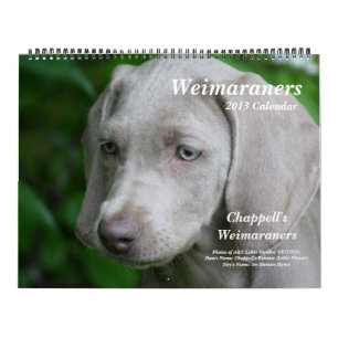 Mural Calendrier 1 de Weimaraner