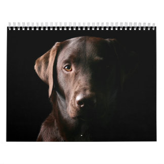 Mural Calendrier 2010 de Labrador de chocolat