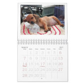 Mural Calendrier 2011 de chiot de teckel (Mar 2027)