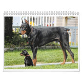 Mural Calendrier 2012 de dobermann (Protection)