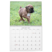 Mural Calendrier 2013 de chiot de boxeur (Jan 2027)