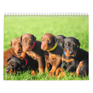 Mural Calendrier 2013 de chiot de dobermann