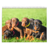 Mural Calendrier 2013 de chiot de dobermann (Protection)