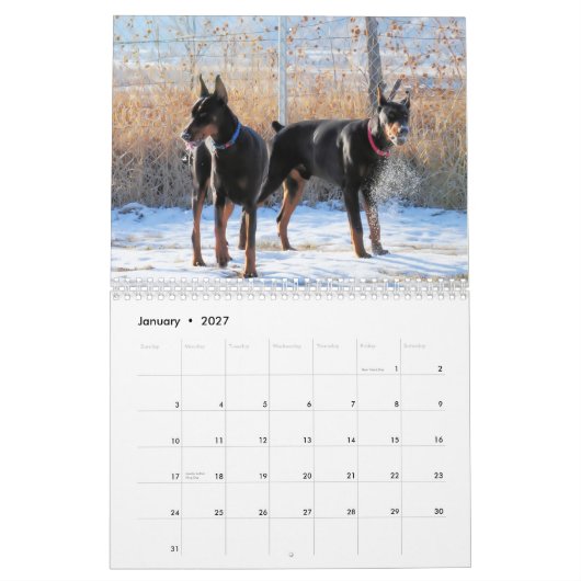 Mural Calendrier 2013 de chiot de dobermann (Jan 2027)