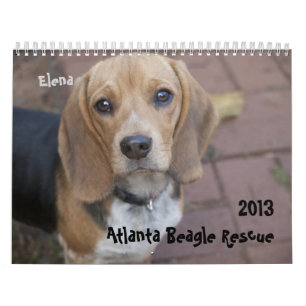 Mural Calendrier 2013 de délivrance de beagle d'Atlanta
