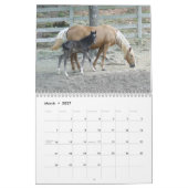 Mural Calendrier 2014 de cheval de montagne (Mar 2027)