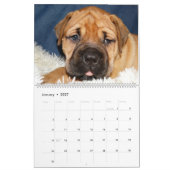 Mural Calendrier 2016 de Bullmastiff (Jan 2027)