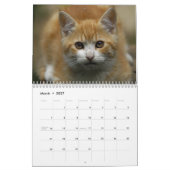 Mural Calendrier 2016 de chat (Mar 2027)
