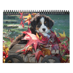 Mural Calendrier 2016 de chien de montagne de Bernese
