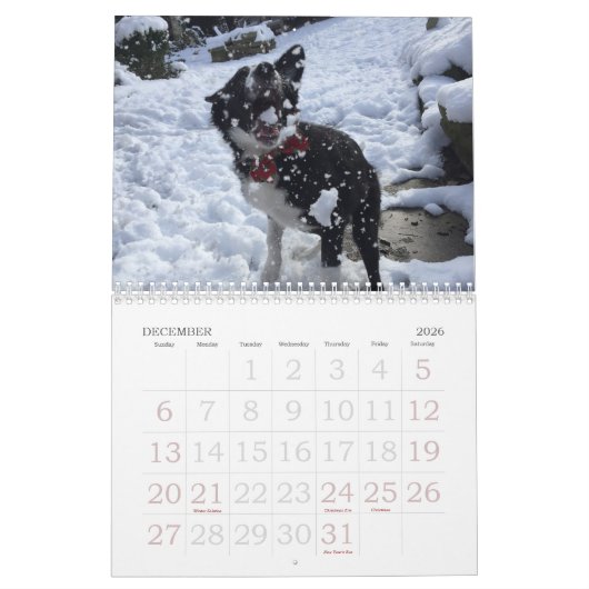 Mural Calendrier 2017 de border collie (Dec 2026)