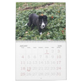 Mural Calendrier 2017 de border collie (Jan 2026)