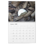 Mural Calendrier 2017 des coquilles (Jan 2027)