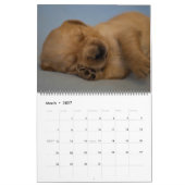 Mural Calendrier 2018 de golden retriever (Mar 2027)