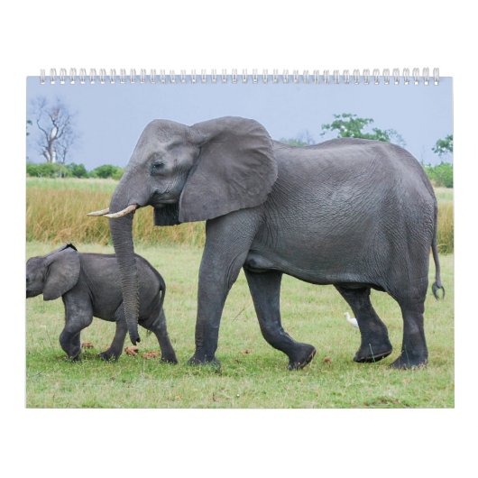 Mural Calendrier africain de safari (Protection)