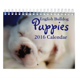 Mural Calendrier anglais des chiots 2016 de bouledogue