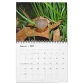 Mural Calendrier avec des grenouilles d'étang (Feb 2027)