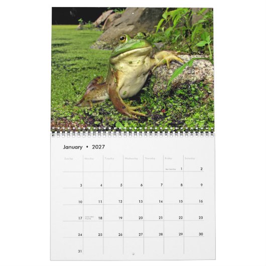 Mural Calendrier avec des grenouilles d'étang (Jan 2027)