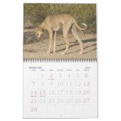Mural Calendrier Azawakh 2011 (Feb 2027)