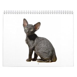 Mural Calendrier cornouaillais de chatons de Rex