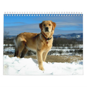 Mural Calendrier d'amants de golden retriever