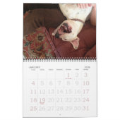 Mural Calendrier d'amour Pitbull (Jan 2026)