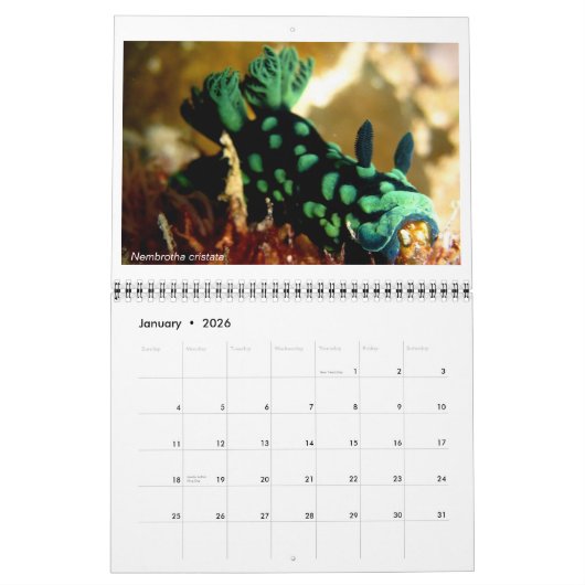 Mural Calendrier de 12 mois avec photos de Nudibranchs (Jan 2026)