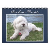 Mural Calendrier de Bichon Frisé (Protection)