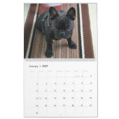 Mural Calendrier de bouledogue français (Jan 2027)