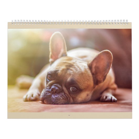 Mural Calendrier de bouledogue français (Protection)