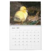 Mural Calendrier de canards (Mar 2027)