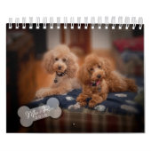 Mural Calendrier de caniche de jouet 2010 (Protection)