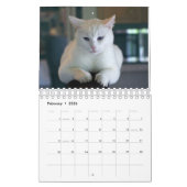 Mural Calendrier de chats (Feb 2026)
