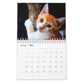 Mural Calendrier de chats (Jan 2026)