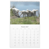 Mural Calendrier de chien de berger de Maremma (Jan 2027)