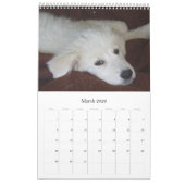 Mural Calendrier de chien de berger de Maremma (Mar 2026)