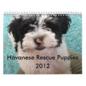 Mural Calendrier de chiot de délivrance de Havanese (Protection)