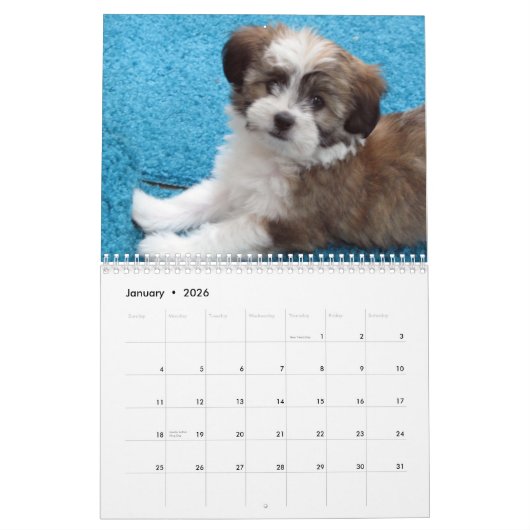 Mural Calendrier de chiot de délivrance de Havanese (Jan 2026)