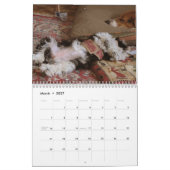 Mural Calendrier de chiot de délivrance de Havanese (Mar 2027)