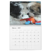 Mural Calendrier de chiot de délivrance de Havanese (Feb 2027)