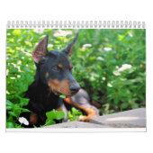 Mural Calendrier de chiot de dobermann (Protection)