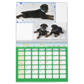 Mural Calendrier de chiot de dobermann (Mar 2027)
