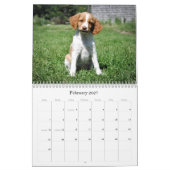 Mural Calendrier de chiots de la Bretagne (Feb 2027)