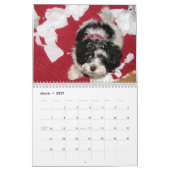 Mural Calendrier de délivrance de Havanese (Mar 2027)
