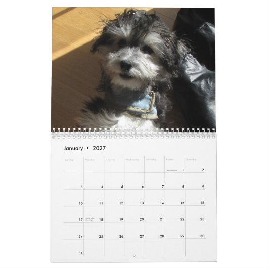 Mural Calendrier de délivrance de Havanese (Jan 2027)