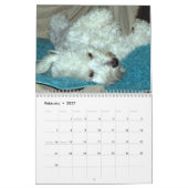 Mural Calendrier de délivrance de Havanese (Feb 2027)