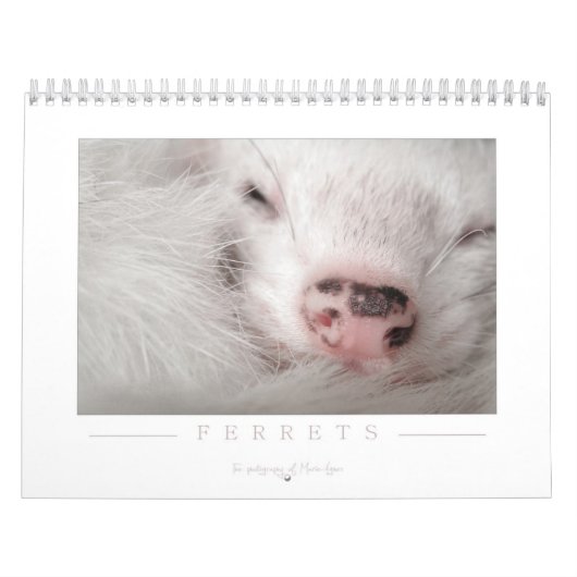 Mural Calendrier de furet - 2ème édition (Protection)
