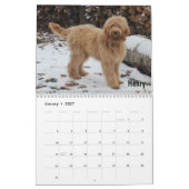 Mural Calendrier de Goldendoodle (Jan 2027)