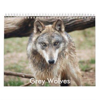 Mural Calendrier de loups gris, loups gris