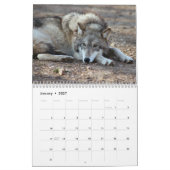 Mural Calendrier de loups gris, loups gris (Jan 2027)
