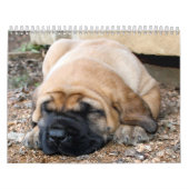 Mural Calendrier de mastiff de sommeil (Protection)